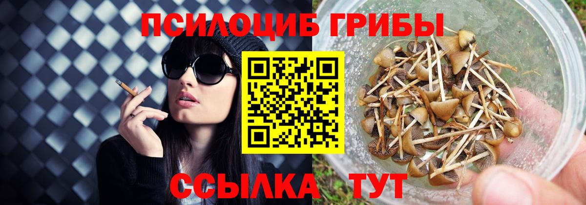 Псилоцибиновые грибы Psilocybe Белогорск